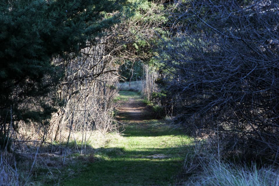 Bosque 1