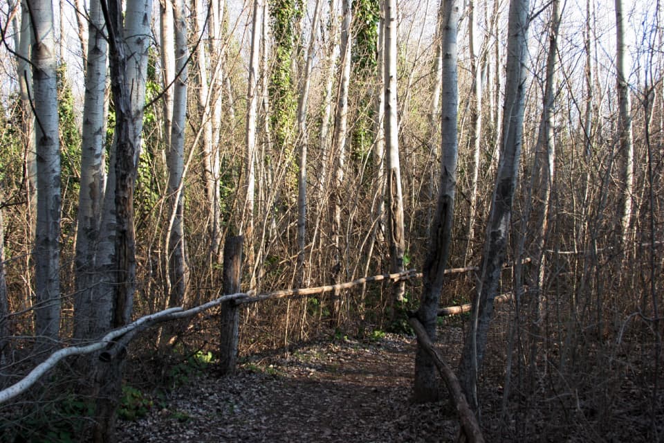 Bosque 2