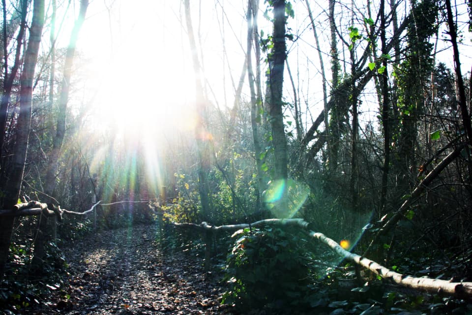 Bosque 4
