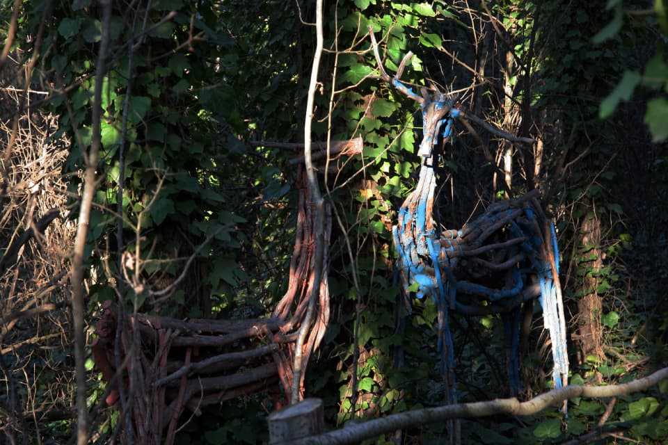 Bosque 5