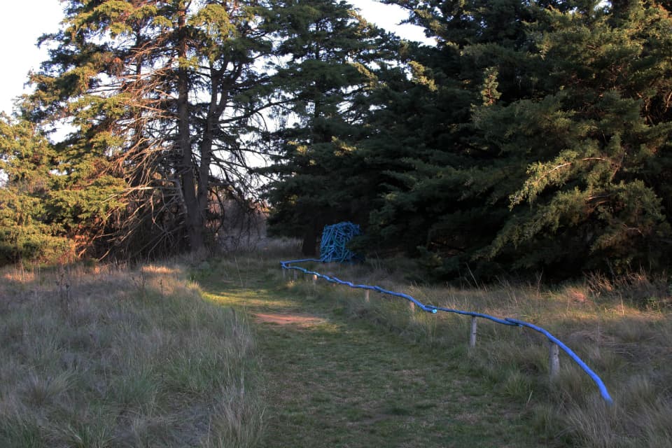 Bosque 6